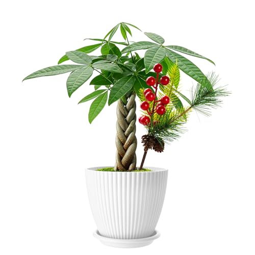 Live Plants Money Tree (4 inch), Comes with White Plastic Pot, Easy Care Houseplant, Unique Gifts, Home Office Décor