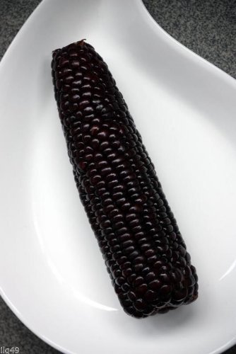 #1300 Sweet Giant Black Mexican Corn 35 seeds #1300 Sweet Giant Black Mexican Corn 35 seeds