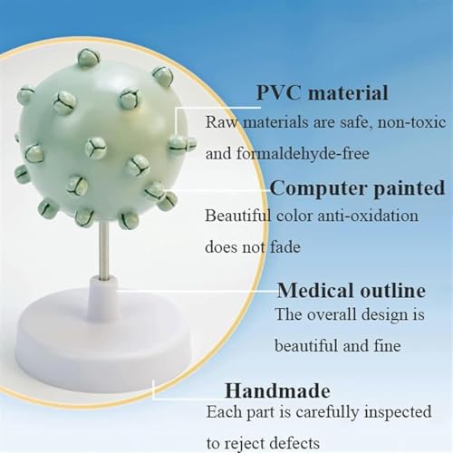 Modèle de virus humain avec démonstration d'amplification cellulaire