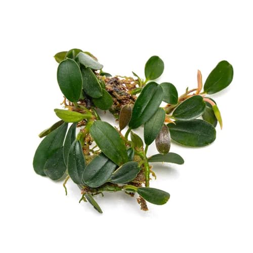 SubstrateSource Bucephalandra Brownie Phoenix Live Aquarium