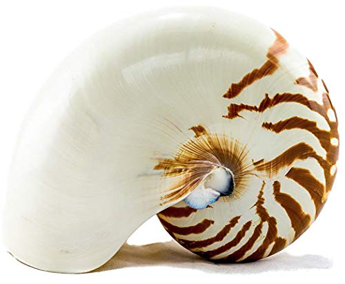 Nautilus Shell | Natural Chambered Nautilus Seashell 6" to 7" | Tiger Nautilus Shell DÃ©cor | Plus Free Nautical eBook by Joseph Rains
