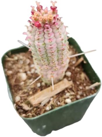 FOLIAGEMS Live Succulent Cactus Plants from USKC (2"Pot) (Euphorbia Mammillaris Variegata)