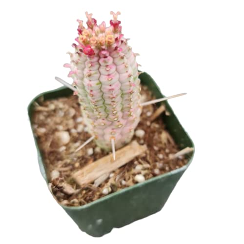 Foliagems Live Succulent Cactus Plants From Uskc (2"Pot) (Euphorbia Mammillaris Variegata) #TOP28