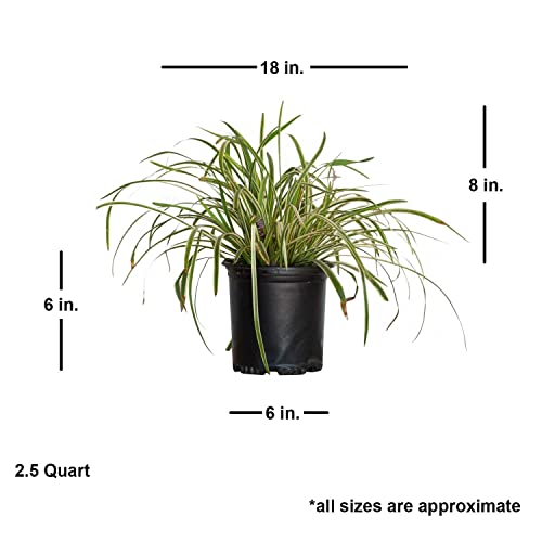 Variegated Liriope 'Lily Turf' (2.5 Quart) Semi-Evergreen To Evergreen Groundcover Perennial - Full Sun To Part Sun Live Outdoor Plant #TOP3