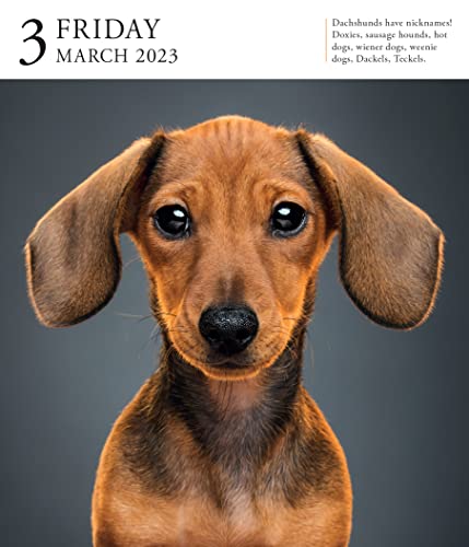 Dog Page-A-Day Gallery Calendar 2023: An Elegant Canine Celebration #TOP4