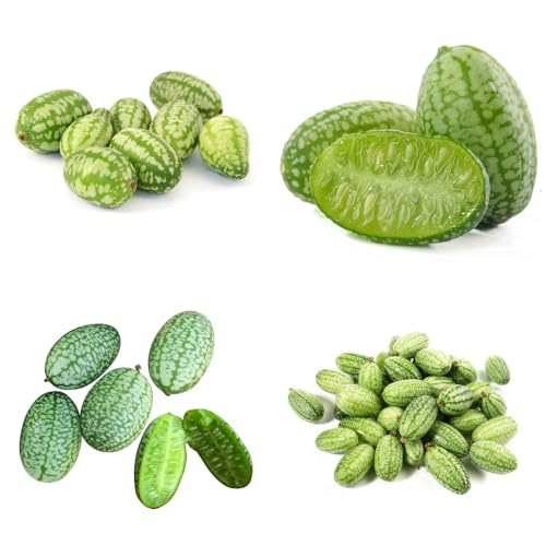 semi di anguria pollice da frutto da frutto colonnari semi di per il giardino comprare balcone nani, resistenti colonnare serre balcone 50pcs