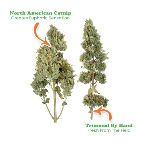 Meowijuana | Cigar Box | Grand Daddy Purr Catnip Buds | Premium Organic Catnip | Grown in North America | Perfect for Cat Toys - Thumbnail 2