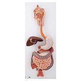 3B Scientific K21 3 Part Digestive System Model, 31.9