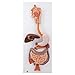 3B Scientific K21 3 Part Digestive System Model, 31.9" x 13" x 3.9"