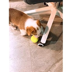 Tennis Ball for Dog Pack of 12 Colorful Easy Catching Pet Dog Ball (2.5inch-4colors) Tennis Ball for Dog Pack of 12 Colorful Easy Catching Pet Dog Ball (2.5inch-4colors)