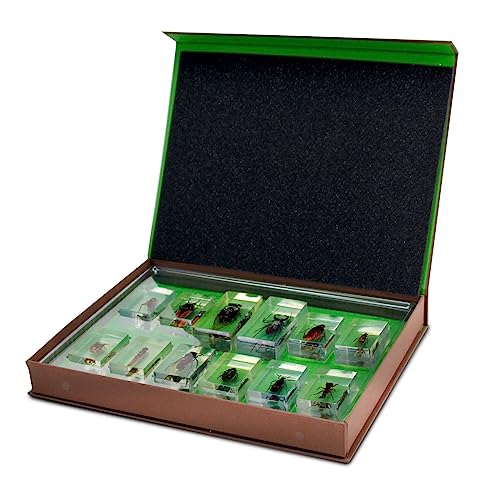 Image of Geoworld Nature Collection Insects in Resin: 12 Insects - Wasps, Spiders, Beetles and More - STEM Education or Collection Set