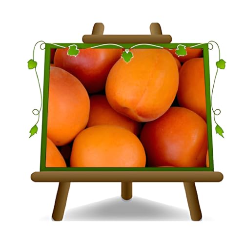 EURO PLANTS VIVAI Albicocco Cafona pianta da frutto su vaso 22~24 cm Altezza 180-200 cm - Età 4 anni