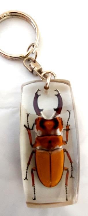 Amazon.co.jp: 昆虫 標本 キーホルダー クワガタムシ 本物 クワガタ