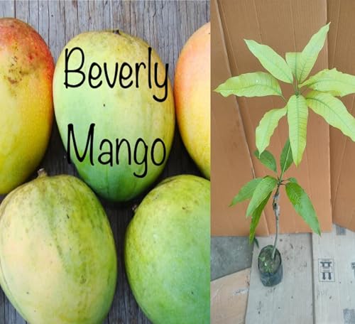 Image of Rare Beverly Mango Plant Fruit After 1-2 Years1 Healthy Grafted Live Plant 2-3 Feet Height PB 49