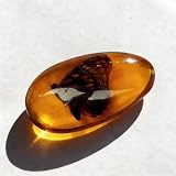 Resin Amber Insect Specimen — Dragonfly/Butterfly/Cicada/Scorpion/Beetle/Wasp/Crab/Centipede Replica, 8 x 4 cm Educational Display & Collectible, Lemon Yellow Paperweight (Butterfly)