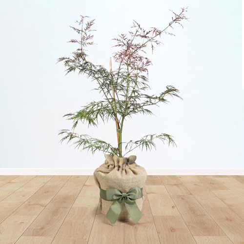 YouGarden Japanese Acer palmatum 'Dissectum Garnet', Established Plant in 3L Pot, Gift Wrapped and Ready to Plant