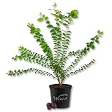 Governors Plum Tree - Ramontchi - Live Plant in a 3 Gallon Growers Pot - Flacourtia Indica - Beautiful Edible Fruit Bearing Tree for Patio and Garden