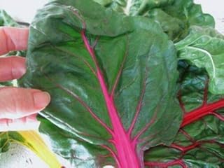 100 Seeds Ruby RED Swiss Chard - Salads - Steamed - Heavy YIELDING