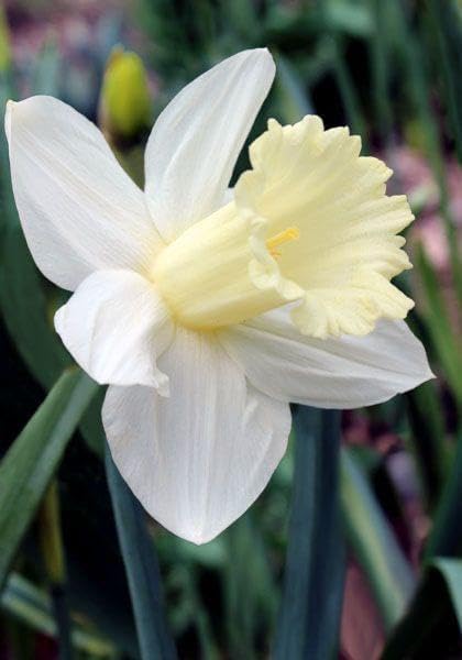 Daffodils Double Flowering Bulbs | yellow with white shade Daffodils Flower Bulbs for All Season Pot and Home Garden | Pack of 4 Bulbs