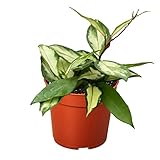 Hoya Carnosa Krimson Princess Live Plant for Indoor | Different Houseplants in 4'' & 6'' Pot | Real House Plant for Living Room, Office & Desk | Porcelain Flower | Wax Honey