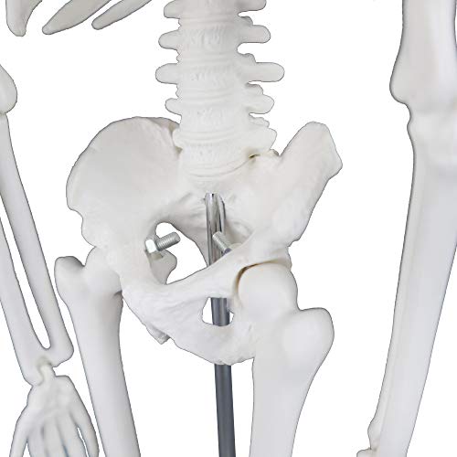 Vision Scientific Vas203 17” (43Cm) Desktop Skeleton #TOP5
