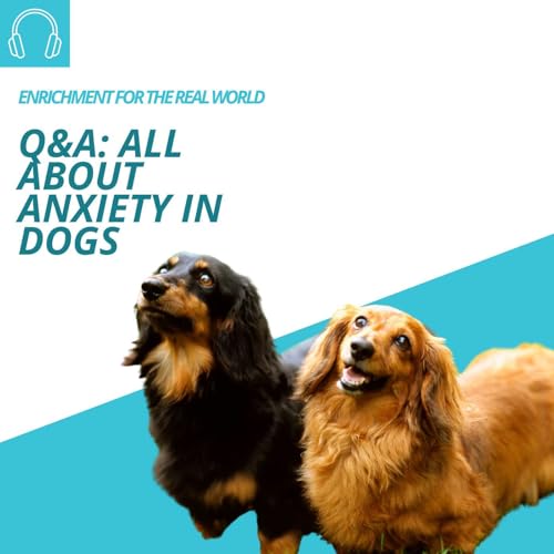 Page de couverture de #129 - Q&A: All About Anxiety in Dogs