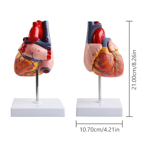 Image of Life Size Anatomical Heart Model 34 Anatomically Structures PVC Material