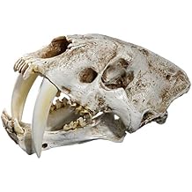 Saber Toothed Tiger Skull Model, 11 Saber Toothed Resin Skull for Head Model Home Decor Hallow - 12.60x7.28x7.09in