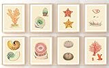 Ink Inc. Vintage Sea Life Marine Prints Scientific Zoological Illustrations Set of 8 5x7 inches -...