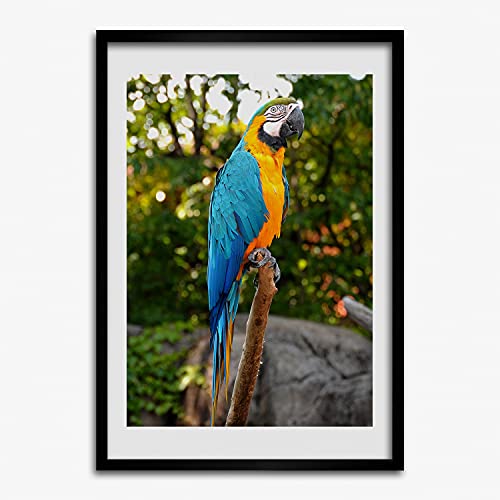 Cadre photo 50x70 cm avec affiche d'ara perroquet en bois peint MDF