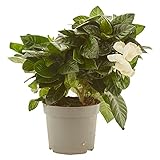 Gardenia natural maceta Ø13cm Verdecora
