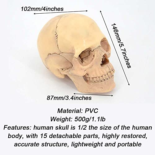 Modèle anatomique de crâne 1:2 pour formation médicale et enseignants