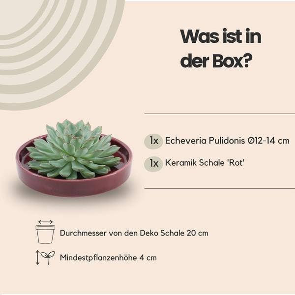 Echeveria Pulidonis Rootless - Suculenta en cuenco de cerámica rojo de 20 cm de diámetro, 5 cm, fácil de limpiar, sin raíces, decoración de mesa y idea de regalo