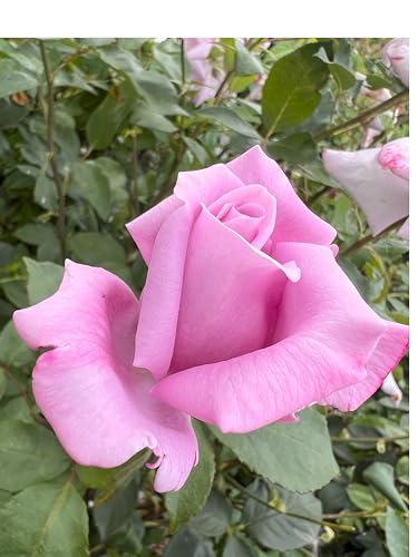 Moody Blue - Hybrid Tea Potted Rose - Lilac Blooms with Purple Tones - Lovely Gift Idea