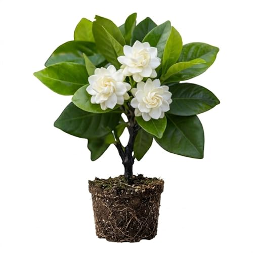 Jasmine Plant, Fragrant Jasmine Flower Vine 4-8 Inches Well Rooted
