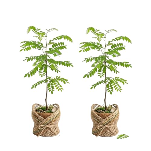 Set 2 Black Locust Trees Live Plants Bare Roots
