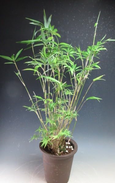 赤竹１３本 ８号鉢付き　無農薬栽培 カンノンチク 8号 観音竹 観葉植物 鉢植え 販売 苗 苗木 送料無料