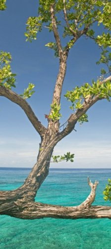 Posterazzi Tree overhanging sea at Xtabi Hotel Negril Westmoreland Jamaica Poster Print, (30 x 14), Varies