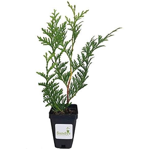 Thuja Green Giant Arborvitae 3 inch deep Pot- 12+ inches Tall Lot of 30 Cover