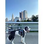 ShawnCo Essential Dog Harness, No-Pull Pet Vest with 3 Leash Clips, No Choke, Reflective, Adjustable and Padded, for Easy Walking and Training for Small, Medium and Large Dogs (Oceanic Blue, S) - Image 5