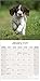 English Springer Spaniel Calendar 2025 | Square Dog Breed Wall Calendar - 16 Month