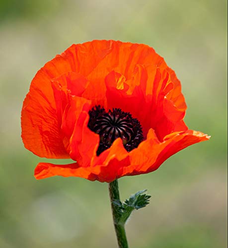 Red American Legion Poppy Seeds, 3000 Heirloom Flower Seeds Per Packet, (Isla's Garden Seeds), Non Gmo Seeds, Scientific Name: Papaver Rhoeas #TOP3