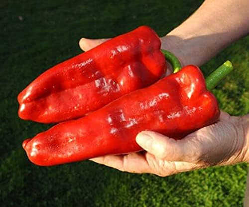 Semillas Gigante Dulce Pimiento Rojo Cuerno No GMO Heirloom