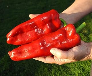 CEMEHA SEEDS - Giant Sweet Bell Pepper Red Horn Non GMO Vegetable for Planting