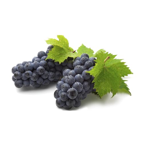 Genérico, Muda de Uva Vitoria 50 a 80cm AMK - Plantas Online