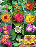 lantana plantes jardins 1 Pc Fioritura Lantana Mix @ j @ Arbusto Verbene Butter Garden prosciutto e uova 20 Semi