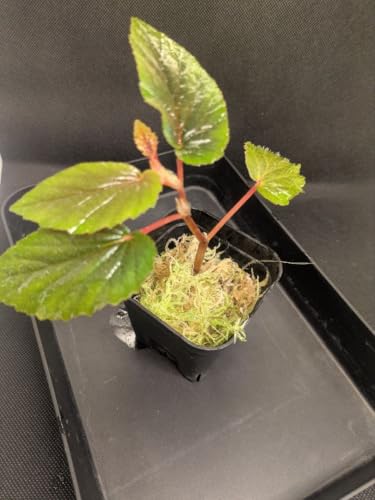 Begonia venezuela ����x�S�j�A �x�l�Y�G�� �M�ѐA�� 2