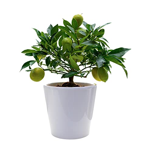 Lakeland o Limonella - Limonero enano - Cítricos Comestibles - Maceta Cerámica 16cm - Planta Viva Preciosa para Tu Jardín o Balcón
