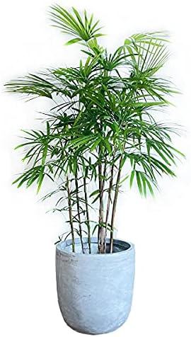 Amazon Co Jp 棕櫚竹 シュロチク 10号 アッシュグレー ラウンド型 高級鉢カバー付 観葉植物 本物 おしゃれ 尺鉢 大型 大鉢 10号鉢 大サイズ 大きいサイズ 寒さ 日陰に強い Diy 工具 ガーデン