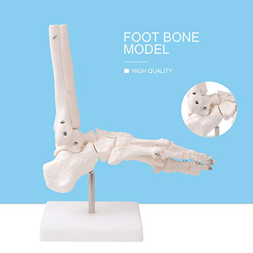 EustomA Human Foot Model Life Size Ankle Anatomical Bones Skeleton Model - Thumbnail 2